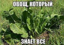 овощ.jpg